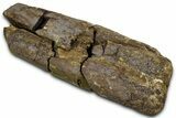Hadrosaur (Edmontosaurus) Radius Section - Wyoming #370988-1